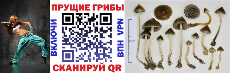 Псилоцибиновые грибы Cubensis  Оса 